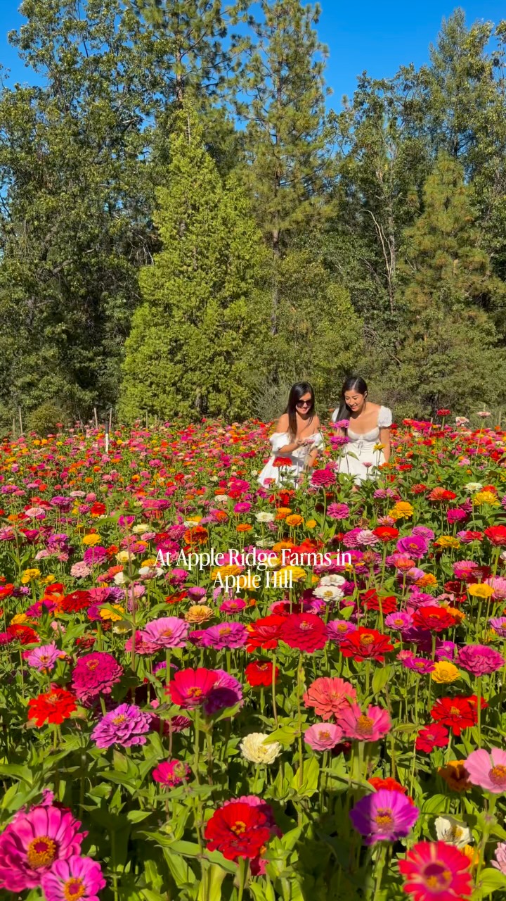 🌸 Superbloom happening right now 🌼

Stumbled upon this beautiful flower trail while visiting Apple Hill this weekend 😍 Over 500,000 zinnias are in bloom at Apple Ridge Farms, and it’s completely free to visit! 💐

You can’t pick the flowers along the main trail, but on weekends they have a separate U-pick flower area 🌸 Plus, there’s BBQ, sweet treats, and all the Apple Hill fall vibes 🍎

Save this for a day trip & share it with someone you want to go with!

📍 Apple Ridge Farms — 1800 Larsen Dr, Camino, California 
🚙 1 hour from Sacramento
🚗 1.5 hours from Lake Tahoe
🚘 2 hours from San Francisco

📅 These videos were taken September 12, 2026 🌼