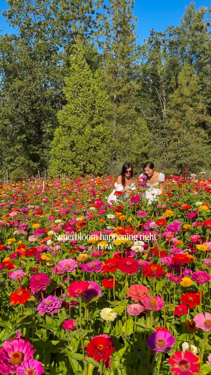 Stumbled upon this beautiful flower trail while visiting Apple Hill this weekend 😍 Over 500,000 zinnias are in bloom at Apple Ridge Farms, and it’s completely free to visit! 💐

You can’t pick the flowers along the main trail, but on weekends they have a separate U-pick flower area 🌸 Plus, there’s BBQ, sweet treats, and all the Apple Hill fall vibes 🍎

Save this for a day trip & share it with someone you want to go with!

📍 Apple Ridge Farms - 1800 Larsen Dr, Camino, California 
🚙 1 hour from Sacramento
🚗 1.5 hours from Lake Tahoe
🚘 2 hours from San Francisco

📅 These videos were taken September 12, 2026 🌼