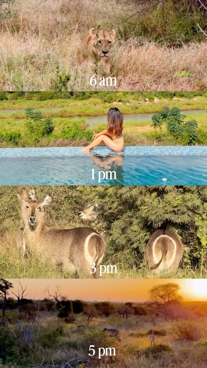 Safari life ☺️🦁 best time to spot lions is early morning because they hide under the shade when it gets hot so it’s harder to find them! 

📍Leopard Sands Kruger Park, South Africa