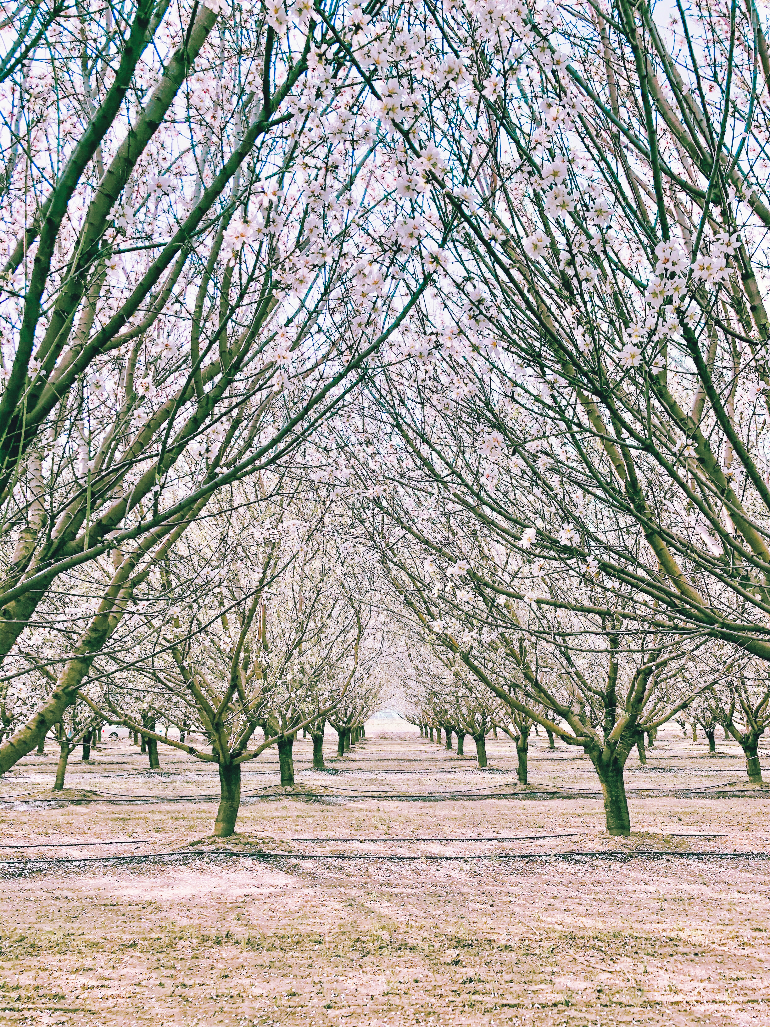 Where To Find Almond Blossoms In Northern California - Travel Jeanieous