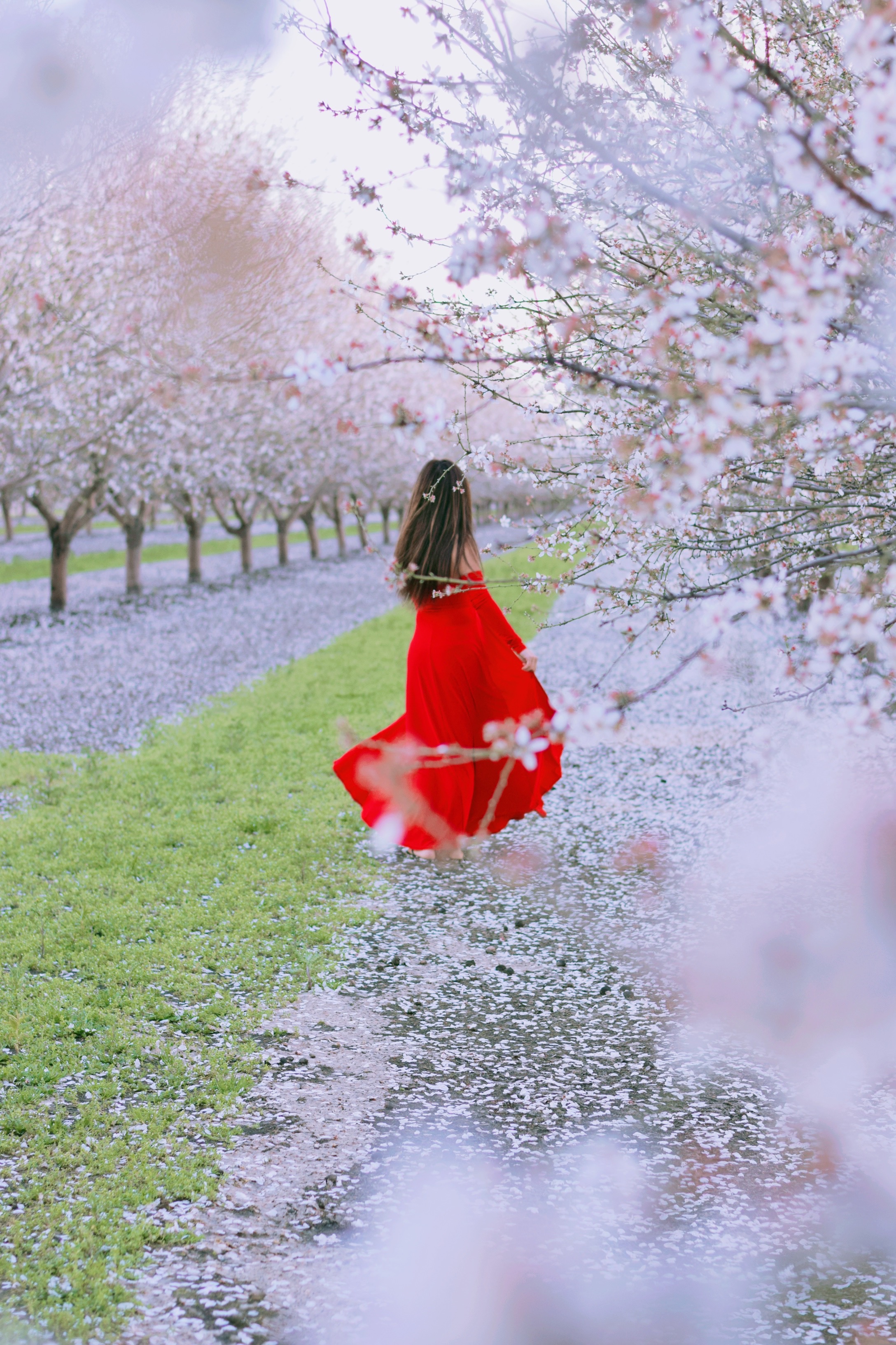 Where to Find Almond Blossoms in Northern California - Travel Jeanieous